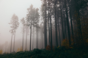 Wald im Nebel