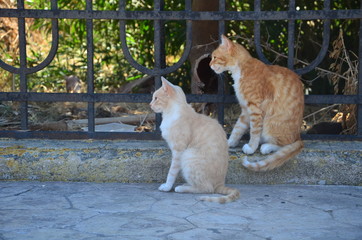 Kot, koty, rudy kot, rude, Kos, Grecja, miłość