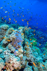 Coral Reef at the Red Sea, Egypt