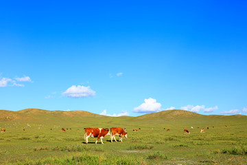 Fototapeta na wymiar A herd of cattle are eating grass on the grassland