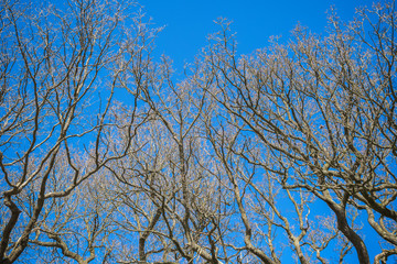 Leafless trees with a blue cloudless sky in Richmond Park, London