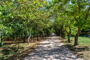 The acacia alley in the autumn Park. Bright sunny day. The concept of the autumn holiday.