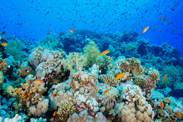 Fototapeta na wymiar Coral Reef at the Red Sea, Egypt