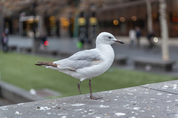 seagull in the city