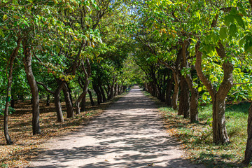 The acacia alley in the autumn Park. Bright sunny day. The concept of the autumn holiday.