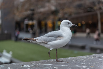 seagull on the beach
