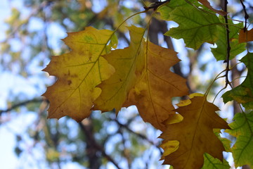 yellow maple leaves in autumn