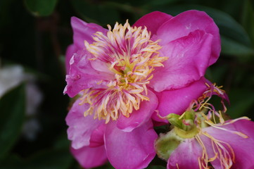 Pivoine rose