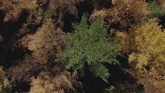 Schwankende Herbstb&auml;ume im Wind mit einem Drohnenflug in die H&ouml;he.