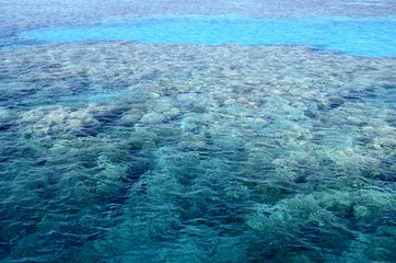 Fonds sous-marins de la Mer Rouge ( Hurghada -Égypte)
