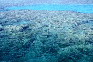 Fonds sous-marins de la Mer Rouge ( Hurghada -Égypte)