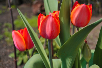 Three red pink tulip flowers blooming,  blurry  green leaves background, side view