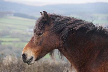 Portrait d'un poney bai