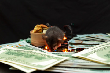 Rat 2020. The symbol of the year. With money around. Be reach in new year. Money around. Christmas mood.