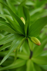 Fototapeta na wymiar Closed bud lily flower with lush leaves grow in the spring garde