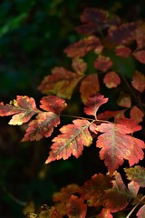 red maple leaves in autumn