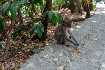 macaque (macaca fascicularis) is sitting alone and depressed