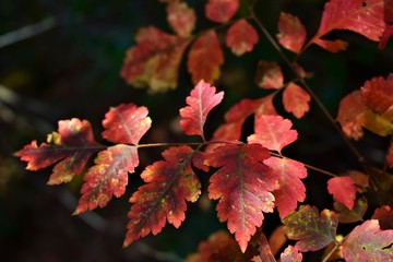 red autumn leaves