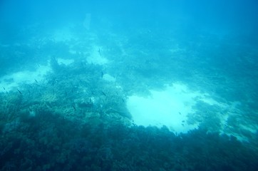 Naklejka na ściany i meble Fonds sous-marins de la Mer Rouge ( Hurghada -Égypte)