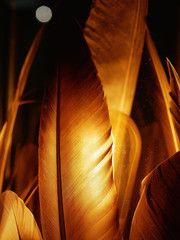 glowing feathers. close-up. in the dark yellow. gold feathers.
