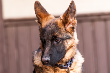 Portrait of a junior german shepherd dog.