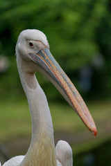 モモイロペリカン