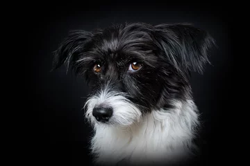 Foto auf Acrylglas Cute little dog on black background looking to the camera © DoraZett