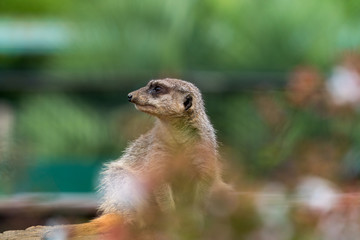 ミーアキャット