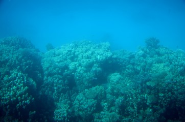 Fonds sous-marins de la Mer Rouge ( Hurghada -Égypte)