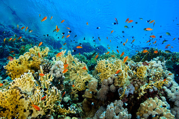 Fototapeta na wymiar Coral Reef at the Red Sea, Egypt