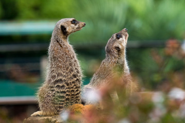ミーアキャット