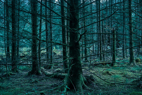 Dark Green Trees In Forest