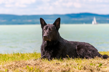 Portrait of a black german shepherd dog in front of a lake