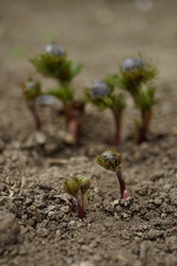 Young sprouts of adonis vernalis flowers grow in the garden.