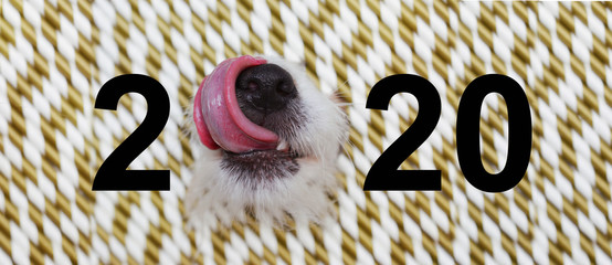 banner dog 2020 text new year linking with tongue its nose. defocused golden straws like background