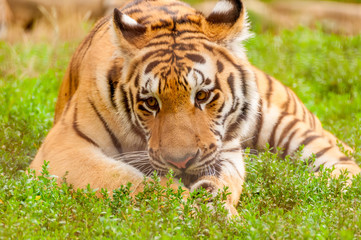 Portrait of an amur tiger in a zoo