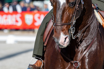 Portait eines gerittenen Lusitanos 
