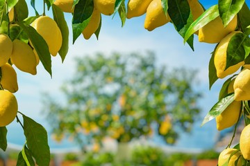 Bunches of fresh yellow ripe lemons with green leaves, lemon tree grows in blurred background. - obrazy, fototapety, plakaty