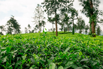 Fototapeta na wymiar close up of lush organic green tea plantation with green tea leaves in kerala region in south india
