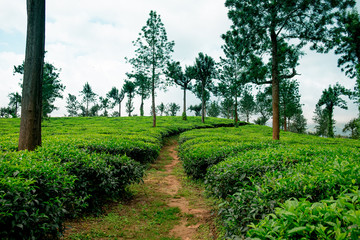 Fototapeta na wymiar trail going into lush organic green tea plantation during monsoon season, tea is major resource of indian agriculture