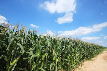 The corn in the field