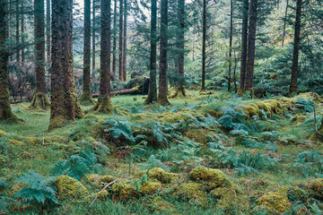 forest in autumn