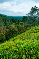 Fototapeta na wymiar landscape of lush organic green tea plantation on hills during monsoon season with cloudy sky, tea is major resource of indian agriculture