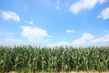 The corn in the field