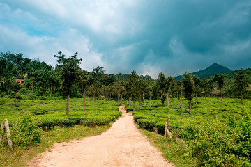 Fototapeta na wymiar trail going into lush organic green tea plantation during monsoon season in wayanad region of kerala, tea is major resource of indian agriculture