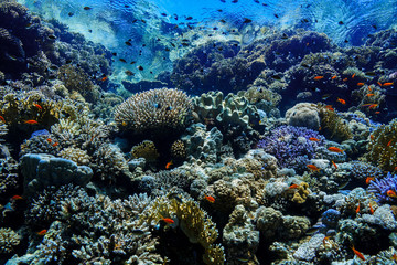 Coral Reef at the Red Sea, Egypt