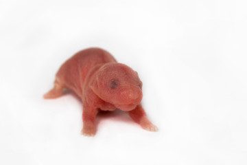 newborn baby hamsters, isolated on a white background