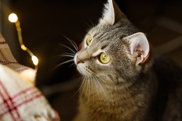 The gray cat looks at the Christmas garland with curiosity. Cat and cozy new year and christmas.