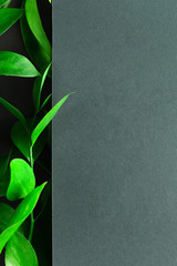 Tea tree green leaves on dark background. Foliage backdrop with copyspace. Botanical composition, eco product presentation idea. Natural leafage, frondage. Border with floral design elements