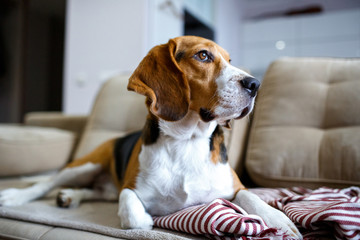Beagle dog resting on the couch